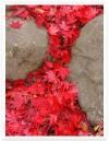 Red-leaves