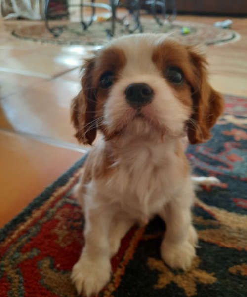 Obi